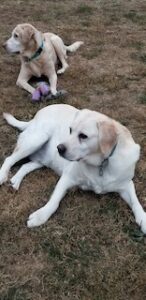 Yellow Labrador Retriever