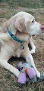 Yellow Labrador Retriever