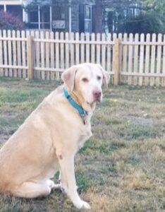 Yellow Labrador Retriever