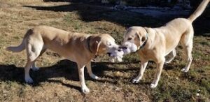 Yellow Labrador Retriever