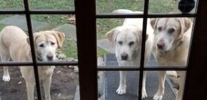 Yellow Labrador Retriever