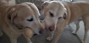 Yellow Labrador Retriever