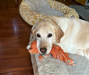 Yellow Labrador Retriever