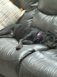 Black Labrador Retriever mix