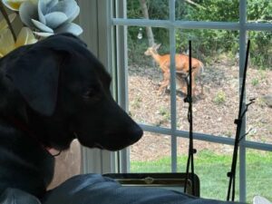 Black Labrador Retriever mix