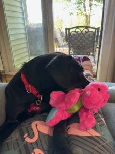 Black Labrador Retriever mix