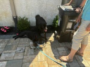 Black Labrador Retriever mix