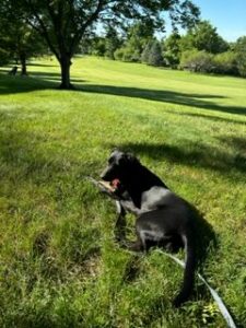 Black Labrador Retriever mix