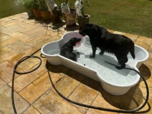 Black Labrador Retriever