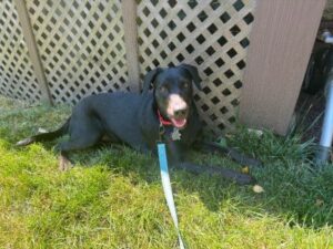 Black Labrador Retriever mix