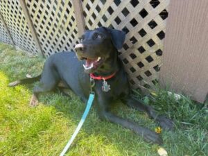 Black Labrador Retriever mix