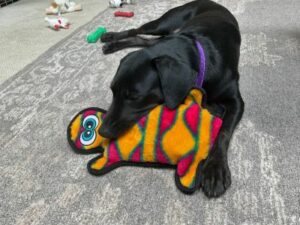 Black Labrador Retriever mix