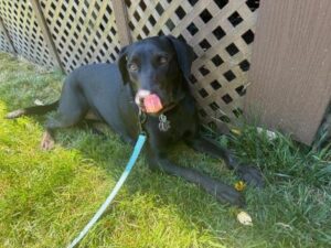 Black Labrador Retriever mix