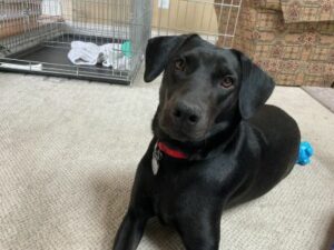 Black Labrador Retriever