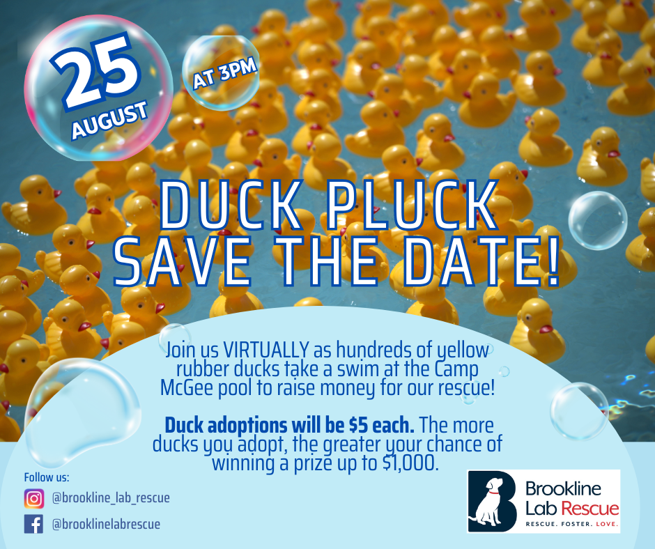 Duck Pluck fundraiser at Camp McGee