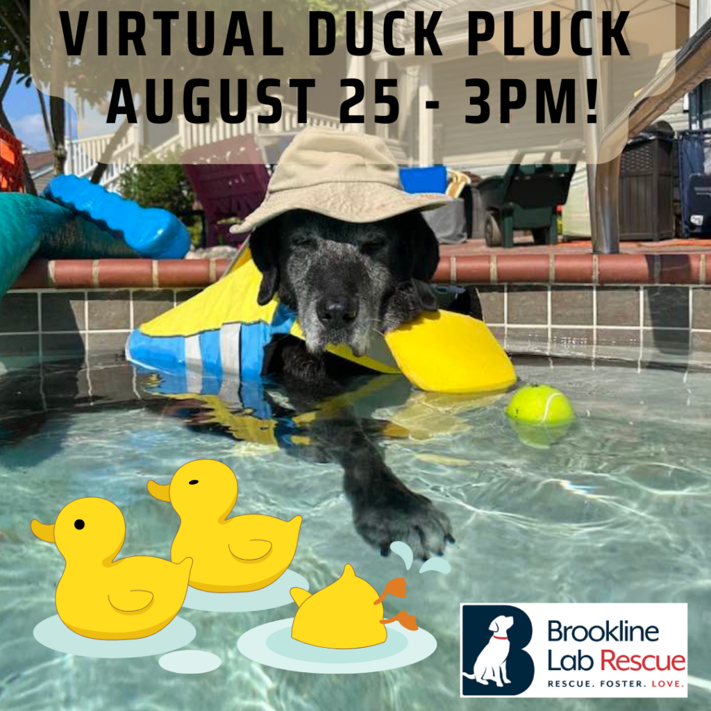 Duck Pluck duck adoptions are now live