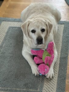 a dog with a pink dinosaur toy