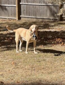 Yellow Labrador Retriever