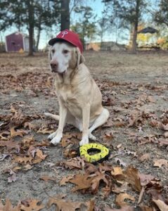 Yellow Labrador Retriever