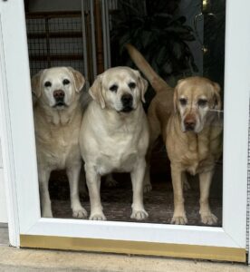 three yellow labs in a doorway