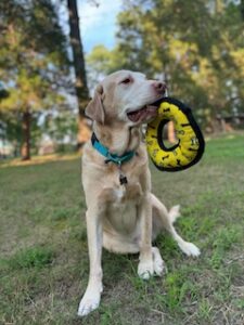 Yellow Labrador Retriever