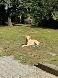 Yellow Labrador Retriever