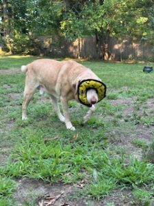 Yellow Labrador Retriever