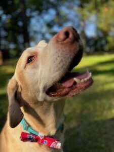 Yellow Labrador Retriever