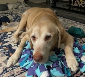 Yellow Labrador Retriever