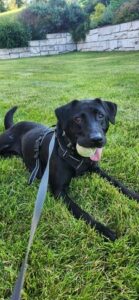 Black Labrador Retriever