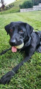 Black Labrador Retriever