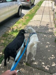 Yellow Labrador Retriever mix