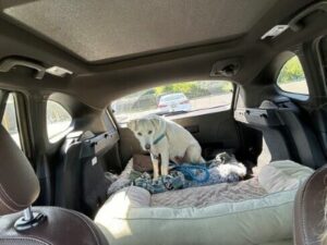 Yellow Labrador Retriever mix