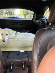 Yellow Labrador Retriever mix