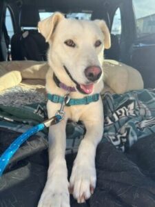 Yellow Labrador Retriever mix