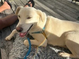 Yellow Labrador Retriever mix