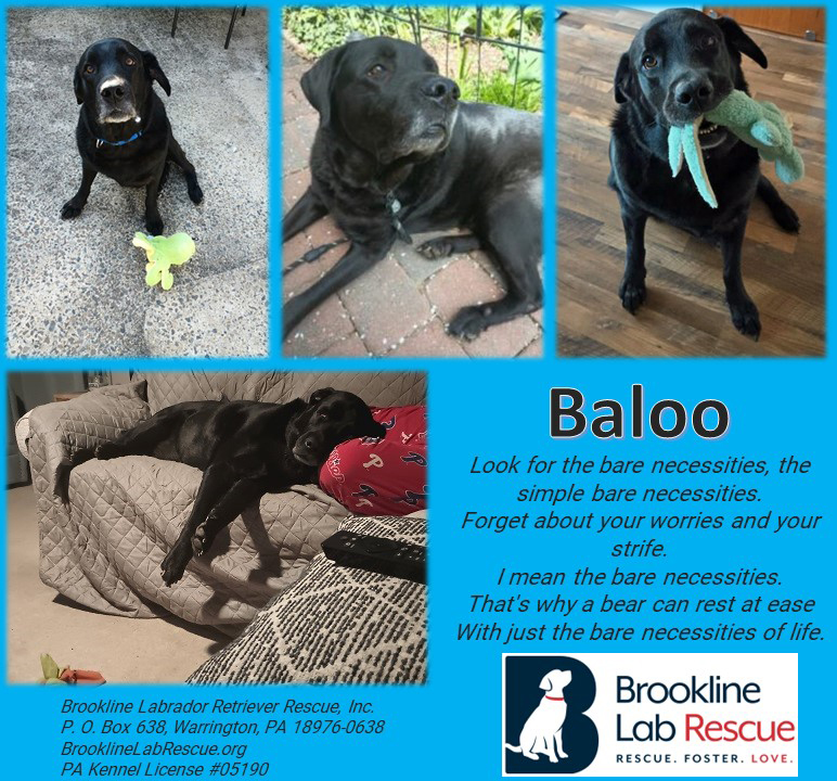 Baloo Dog of the Month for June 2024 - Adoptable Lab
