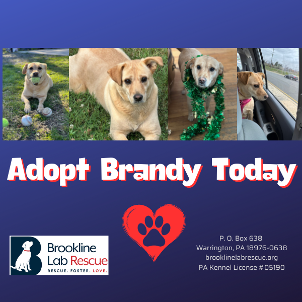 4 pictures of the monthly featured dog brandy. Adopt Brandy today.