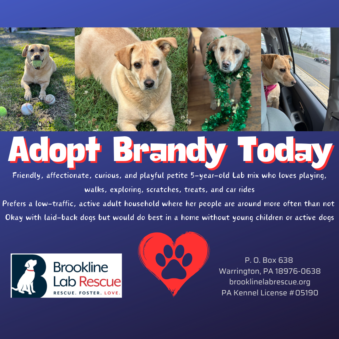 Brandy available for adoption