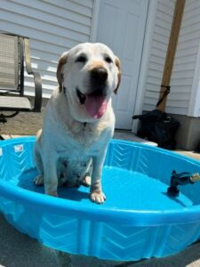 Yellow Labrador Retriever