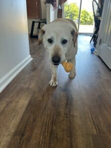 Yellow Labrador Retriever