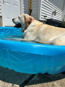 Yellow Labrador Retriever