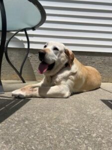 Yellow Labrador Retriever