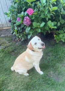 Yellow Labrador Retriever