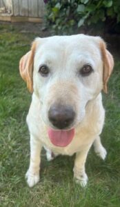 Yellow Labrador Retriever