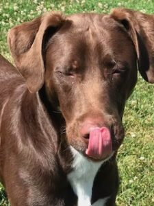 Chocolate Labrador Retriever Mix