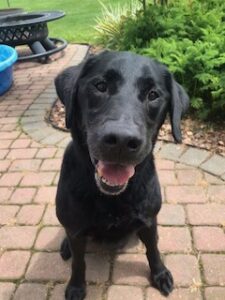 Black Labrador Retriever mix