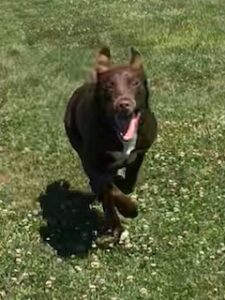 Chocolate Labrador Retriever Mix