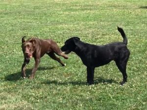 Chocolate Labrador Retriever Mix