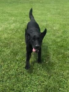 Black Labrador Retriever mix